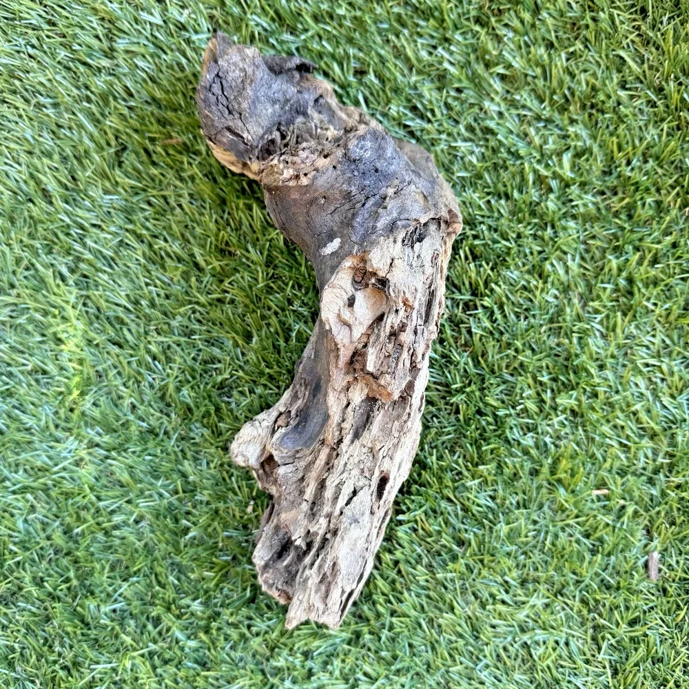 Natural Driftwood California Coast Rustic Beach Decor Aquarium Terrarium Piece